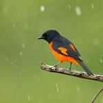 Fiery Minivet / Pericrocotus igneus