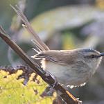 Grey-crowned Prinia / Prinia cinereocapilla