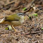 Ручьевой певун / Myiothlypis rivularis