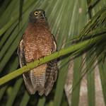 Хальмахерская иглоногая сова / Ninox hypogramma