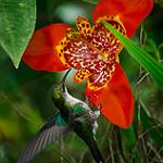 White-tailed Starfrontlet / Coeligena phalerata