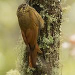 Изменчивый древолаз / Dendrocolaptes picumnus