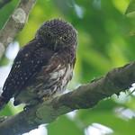 Taenioptynx sylvaticus