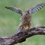 Соколообразные / Falconiformes фото