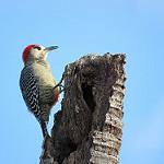 West Indian Woodpecker / Melanerpes superciliaris
