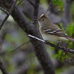 Chilean Elaenia / Elaenia chilensis