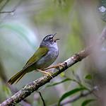 Серобрюхий певун / Myiothlypis leucoblephara