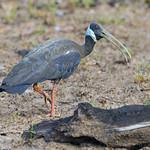 White-shouldered Ibis / Pseudibis davisoni