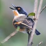 Malawi Batis / Batis dimorpha