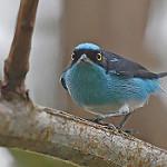 Масковый дакнис / Dacnis lineata