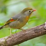 Красноклювый лиотрикс, пекинский соловей / Leiothrix lutea