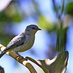 Pearly-breasted Conebill / Conirostrum margaritae