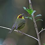 Златобровая корольковка / Basileuterus belli