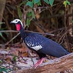 Red-throated Piping Guan / Pipile cujubi