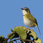 Rudd's Apalis / Apalis ruddi