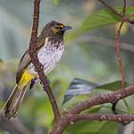 Оранжеволобый бюльбюль / Pycnonotus bimaculatus