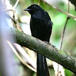 Чёрный шама / Copsychus cebuensis
