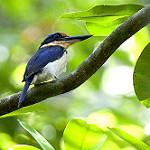 Rufous-lored Kingfisher / Todiramphus winchelli