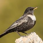 Белозобый дрозд / Turdus torquatus