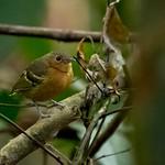 Plain-throated Antwren / Isleria hauxwelli