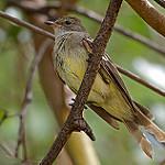 Noronha Elaenia / Elaenia ridleyana