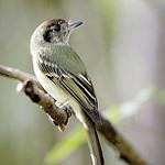 Буроголовый ореджеро / Leptopogon amaurocephalus