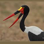 Африканский седлоклюв / Ephippiorhynchus senegalensis