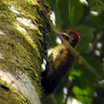 Stripe-cheeked Woodpecker / Piculus callopterus