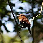 White-whiskered Puffbird / Malacoptila panamensis