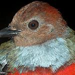 Хальмахерская питта / Erythropitta rufiventris