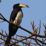 Чёрно-белый токо / Lophoceros fasciatus