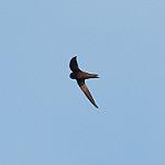 Malagasy Black Swift / Apus balstoni
