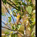 Абиссинский дятел / Dendropicos abyssinicus