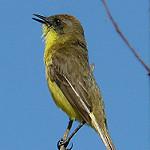Тростниковый дорадито / Pseudocolopteryx flaviventris