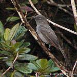 Rose-collared Piha / Lipaugus streptophorus