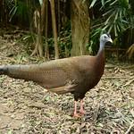 Great Argus / Argusianus argus
