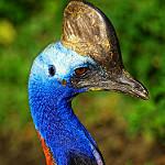 Шлемоносный казуар / Casuarius casuarius