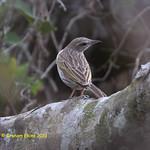 Полосатый конёк / Anthus lineiventris