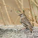 Йеменский канареечник / Crithagra menachensis