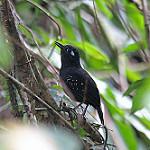 Plumbeous Antbird / Myrmelastes hyperythrus