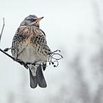 Рябинник / Turdus pilaris