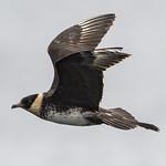 Поморниковые / Stercorariidae фото