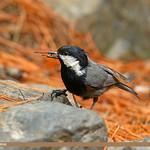 Рыжешейная синица / Periparus rufonuchalis