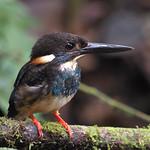 Malaysian Blue-banded Kingfisher / Alcedo peninsulae