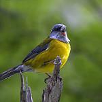 Patagonian Sierra Finch / Phrygilus patagonicus
