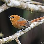 Rusty-headed Spinetail / Synallaxis fuscorufa