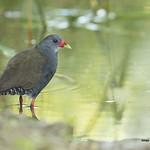 Желтоклювый туру / Mustelirallus erythrops