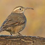 Patagonian Forest Earthcreeper / Upucerthia saturatior