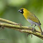 Масковый толстонос / Caryothraustes poliogaster