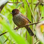 Taiwan Barwing / Actinodura morrisoniana